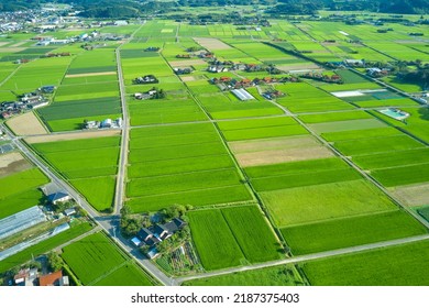 Paddy field seen from the sky
