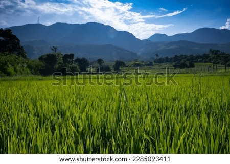 Paddy Field Sri Lankan Village | Landscape