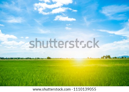 Paddy field and the sun in morning with clean blue sky among vally in natural,Bright sunshine and fresh paddy field