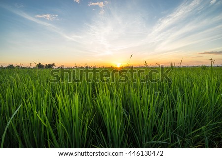 Paddy field with sunrise in Sungai Besar, Malaysia