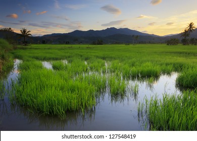 Paddy Field At Sunset. Borneo, Sabah, Malaysia