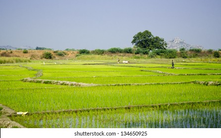 Paddy Field - a typical small Indian farm