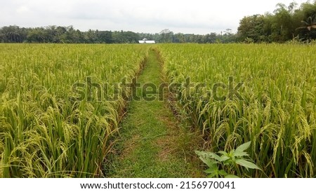 paddy field. Yellow rice paddy in field ready for harvest. Paddy rice field. 
vast rice fields in the countryside