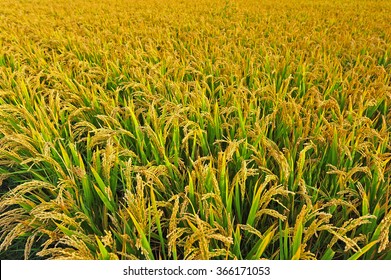 Paddy Fields 