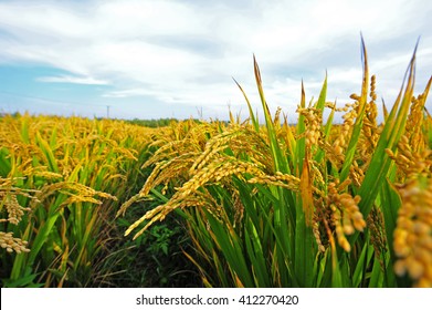 Paddy Fields 