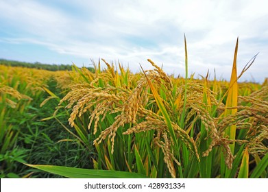 Paddy Fields 