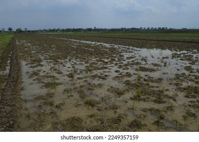 paddy fields to be planted with rice