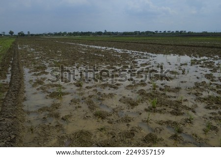 paddy fields to be planted with rice