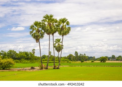 Paddy fields and coconut palms.