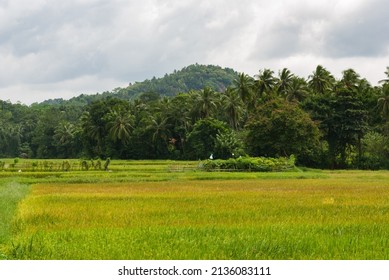 2,436 Paddy Fields In Sri Lanka Images, Stock Photos & Vectors ...