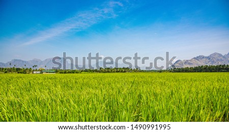 Paddy fields at Kanyakumari, Tamil Nadu, India.