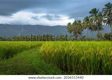Paddy fields of Kerala

Paddy fields are made up of the efforts put in by a farmer. This beautiful click shows us a magical view of the farmer's creation. 

