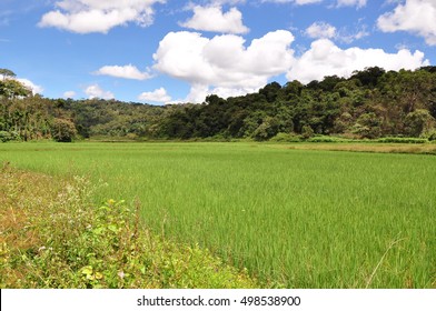 Paddy Fields In Kodagu (Coorg) District Of Karnataka, India.