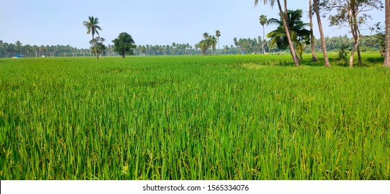 Paddy mats Images, Stock Photos & Vectors | Shutterstock