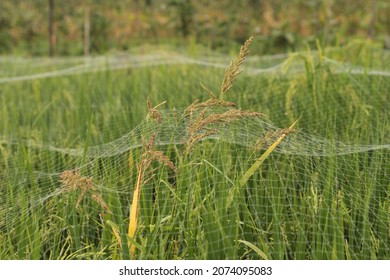 paddy fields with nets covering plants to avoid birds

