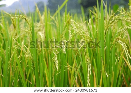 Paddy fields rice rural scenery green farmland fields