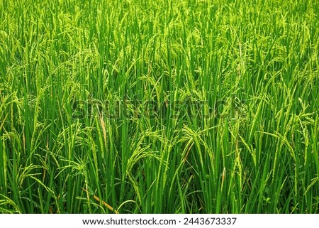 Paddy fields rice rural scenery green farmland fields