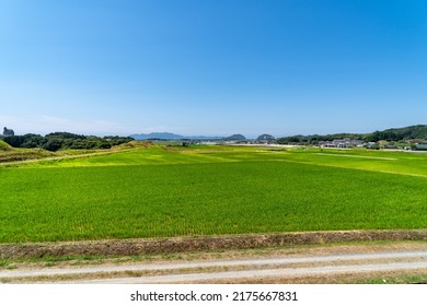 1,519 Cereals pole Images, Stock Photos & Vectors | Shutterstock