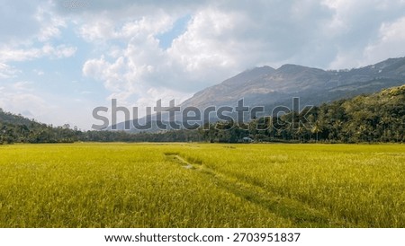 paddy Fields view in the mountains of Munnar