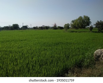 Paddy Fiels With Greenary Trees