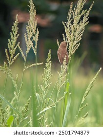 paddy grass plants are infested with Peking bullflies