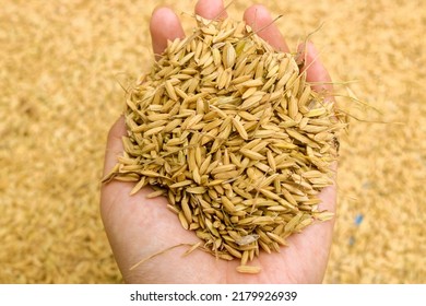 Paddy Harvest Has Arrived. Grasping The Paddy By Hand. Drying The Paddy Which Will Later Become Rice.