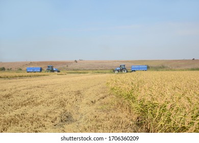 Paddy Harvesting In The Field