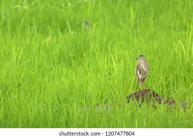 Paddy Heron in a Rice Field
