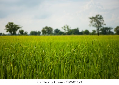 Paddy Jasmine Field