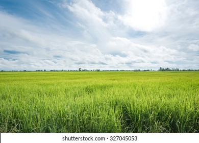 Paddy Jasmine Rice Farm In Thailand