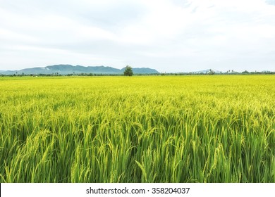 Paddy Jasmine Rice Farm In Thailand