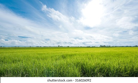 Paddy Jasmine Rice Field With Blue Sky