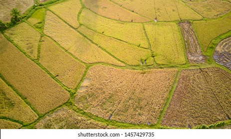 Paddy Plant Plantation Flat Lay Airscape Photo. Countryside Rice Food Agricultural Field Production And River Natural. Terrace Farm Cultivated Landscape Drone Top View Aerial Shot Photography