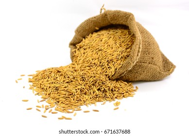 Paddy Rice In A Bag On White Background
