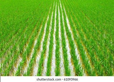 Paddy Rice In Field