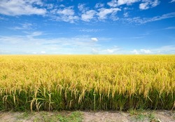 Paddy Rice Field Before Harvest With Blue Sky Background.