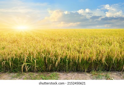 Paddy rice field before harvest with sunrise background. - Shutterstock ID 2152450621