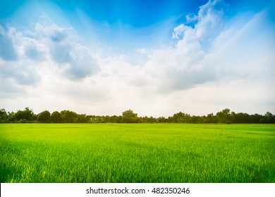 Paddy rice field green grass on beautiful blue sky background