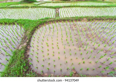 1,123 Rice Field Art Work Images, Stock Photos & Vectors | Shutterstock