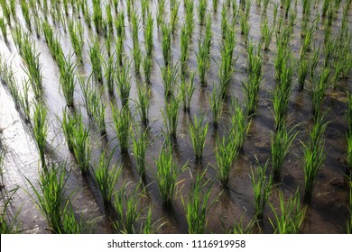 Paddy Rice Fieldwith Water Stock Photo 1116919958 | Shutterstock