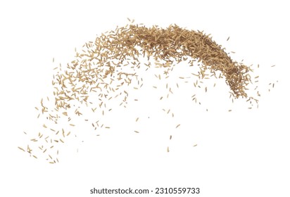 Paddy Rice grain fly in mid air. Yellow Golden Paddy Rice falling scatter, explosion float in shape form line group. White background isolated freeze motion high speed shutter