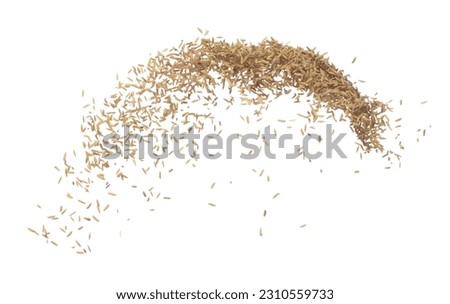 Paddy Rice grain fly in mid air. Yellow Golden Paddy Rice falling scatter, explosion float in shape form line group. White background isolated freeze motion high speed shutter