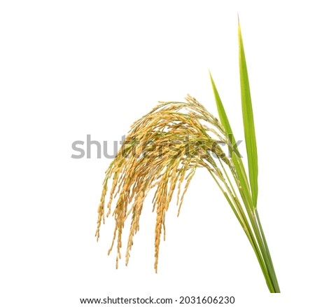 Paddy rice with green blade, Ears of jasmine rice isolated on white background.