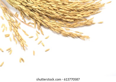 Paddy Rice On White Background. Ears Of Paddy Rice