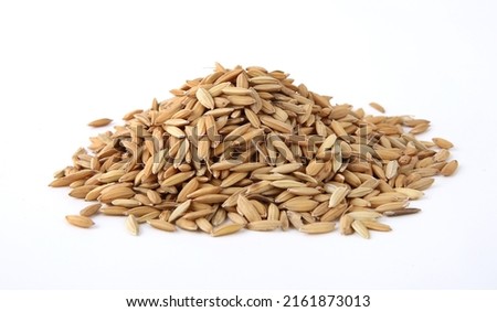 Paddy rice seeds rice， grains isolated on white background
