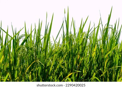 Paddy in ricefield with Isolated white background, ricefield with paddy, Indonesian ricefield, Indonesian paddy, Indonesian food paddy, green grass with Isolated white background, tall grass