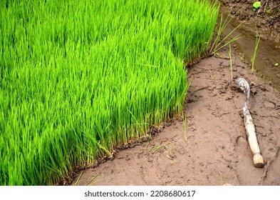 Paddy Seeds With A Sickle