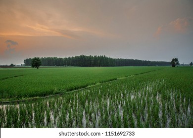 Paddy Sowing In The Fields Of Rural Punjab