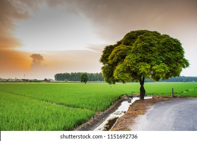 Paddy Sowing In The Fields Of Rural Punjab