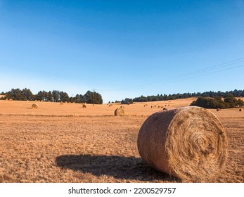 Paddy Straw Dried Grass Roll